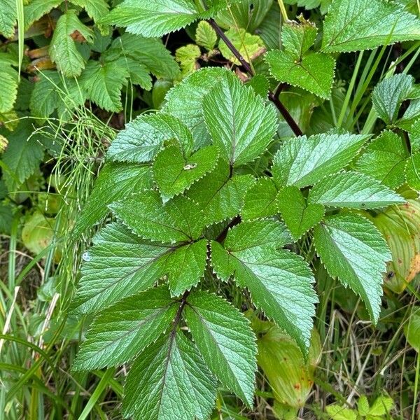 Angelica lucida Leaf