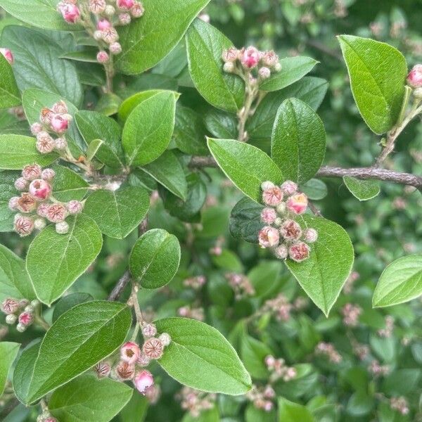 Cotoneaster franchetii Flower