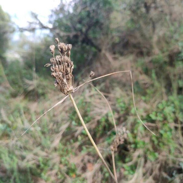 Allium paniculatum 花