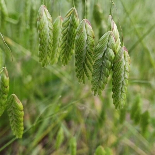 Bromus squarrosus Leaf