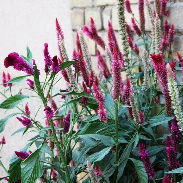 Celosia argentea फूल