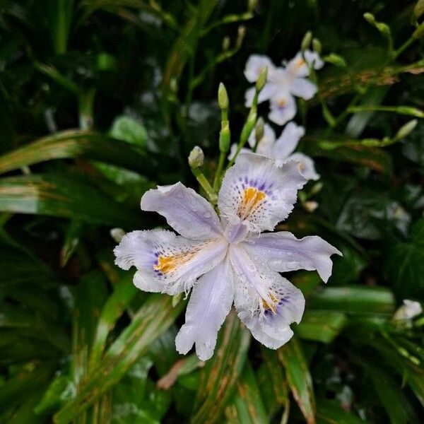 Iris japonica ফুল