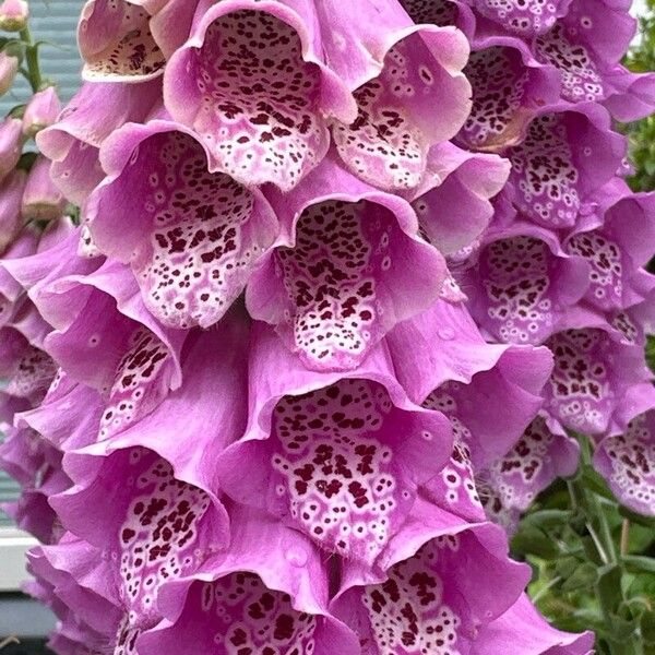 Digitalis purpurea Blomst