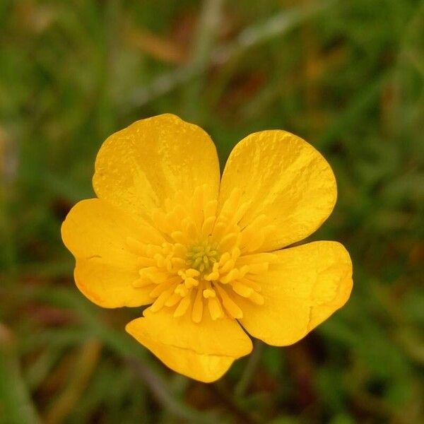 Ranunculus bulbosus Kwiat