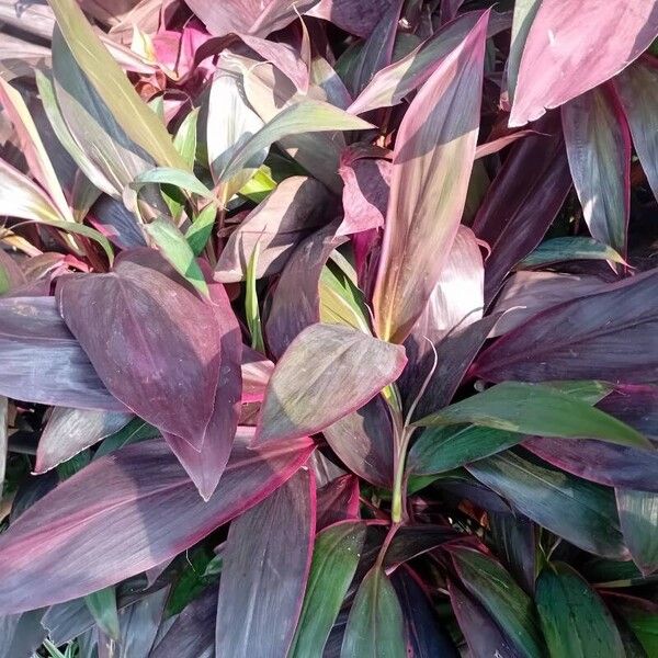 Cordyline fruticosa Fuelha