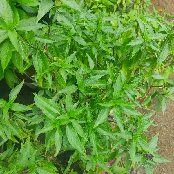 Andrographis paniculata Leaf