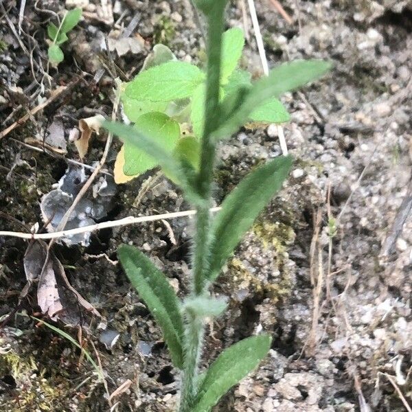 Jasione montana Lehti