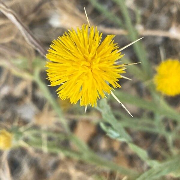 Centaurea solstitialis Цвят