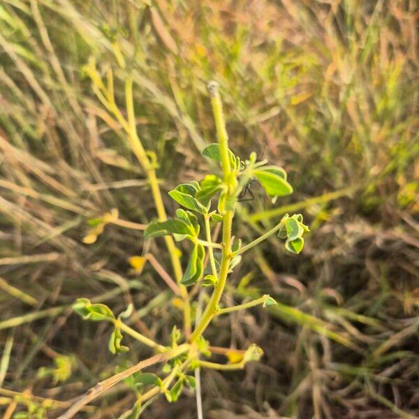 Crotalaria incana Leaf