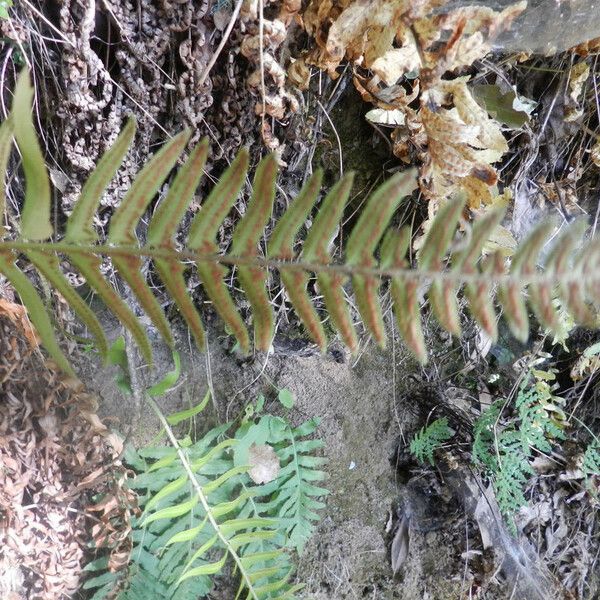 Polystichum imbricans Blad