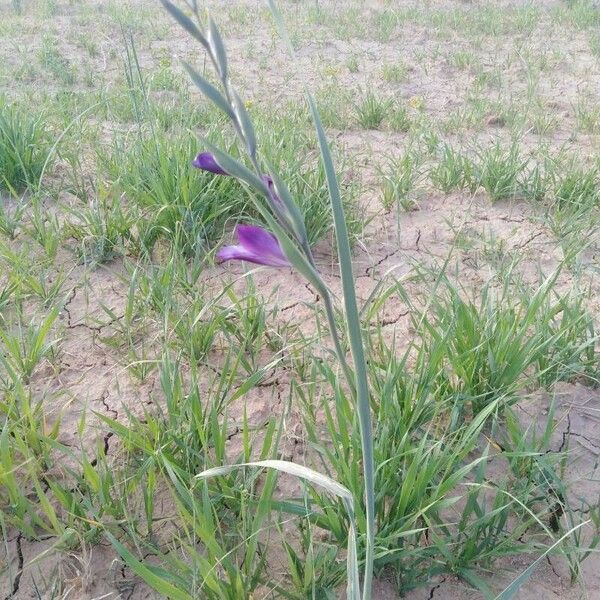 Gladiolus atroviolaceus Lorea