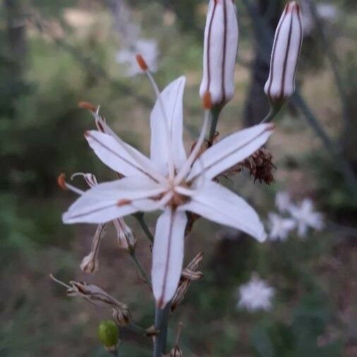 Asphodelus aestivus Floare