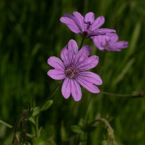 Geranium molle Flor