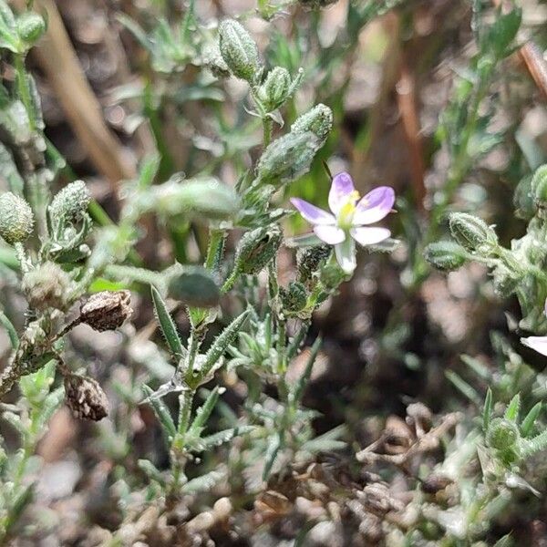 Spergularia rubra Blüte