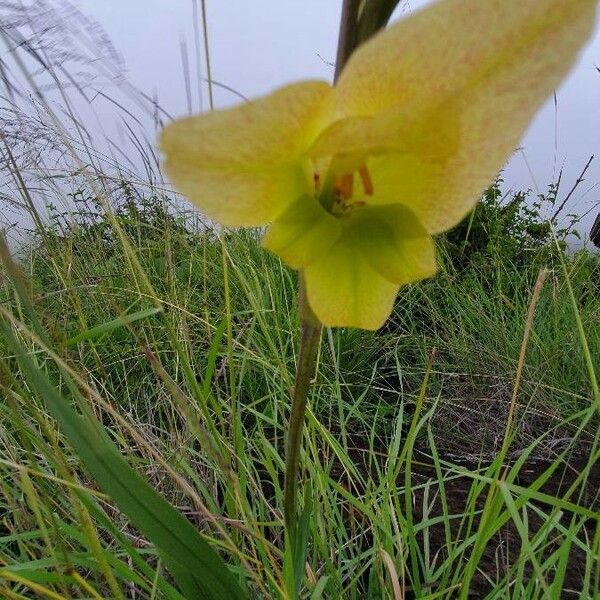 Gladiolus dalenii 花