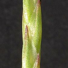 Crucianella latifolia फूल