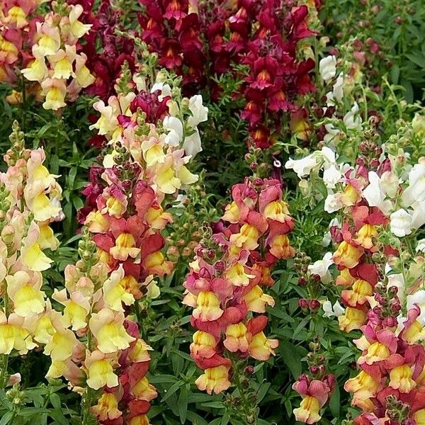 Antirrhinum majus ফুল