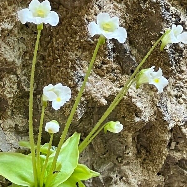 Pinguicula alpina Flower