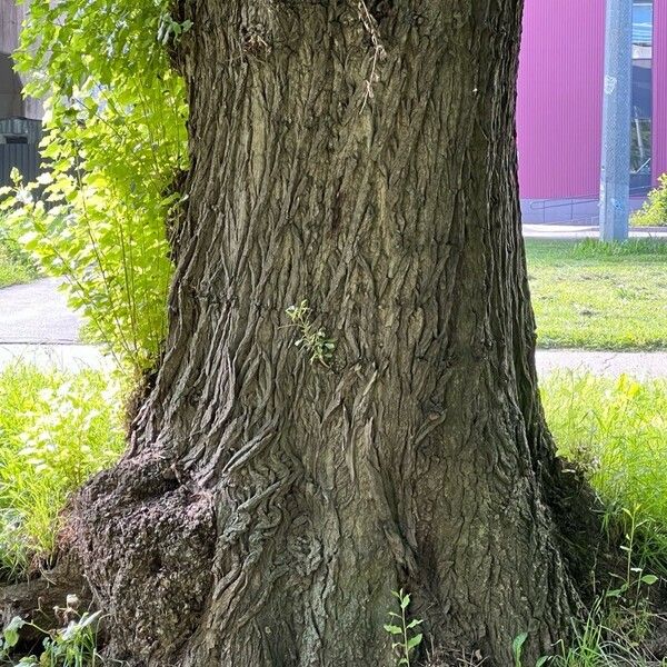 Populus × canadensis Bark