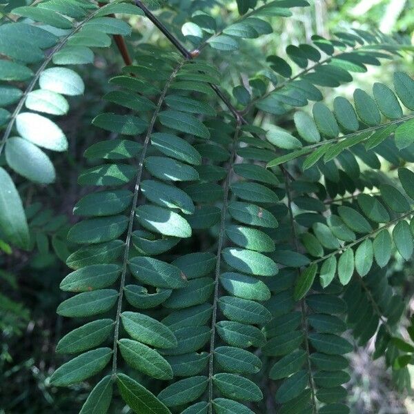 Gleditsia triacanthos Leaf