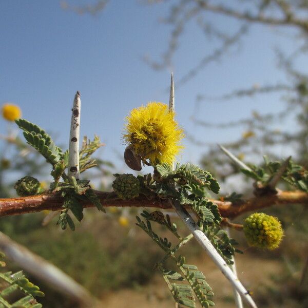 Acacia ehrenbergiana Other