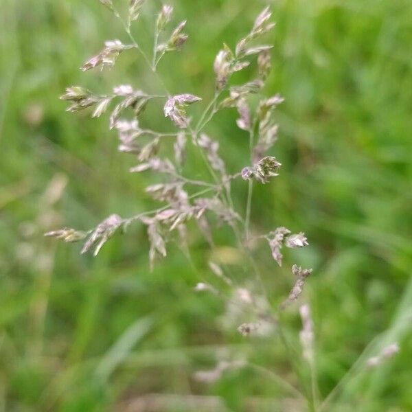 Poa pratensis Leaf