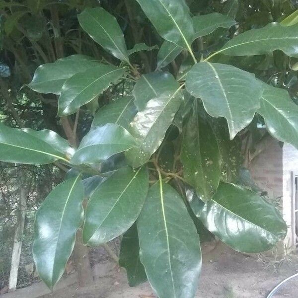 Magnolia grandiflora Leaf