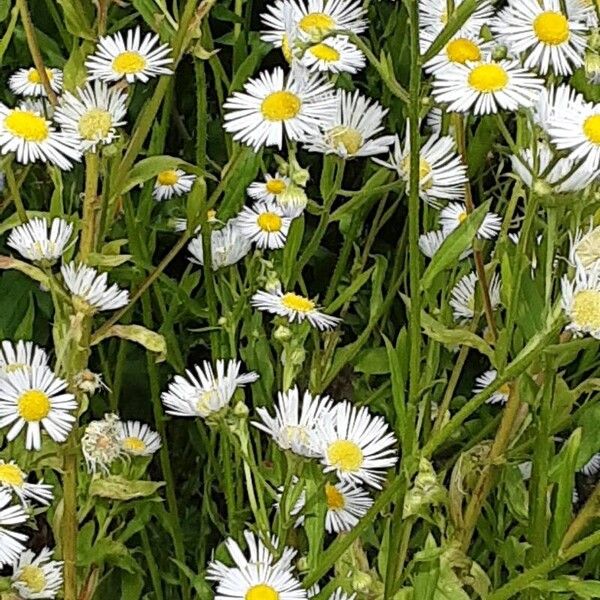 Erigeron strigosus Yeri