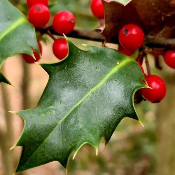 Ilex aquifolium Листок