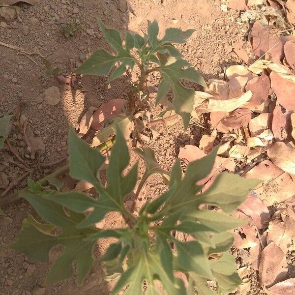 Tithonia diversifolia Leht