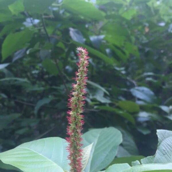 Acalypha macrostachya Květ