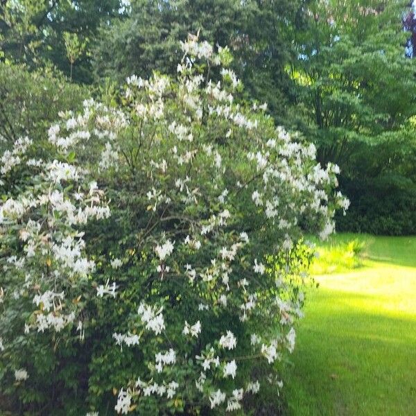 Rhododendron viscosum Tervik taim