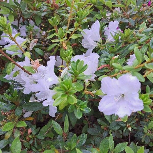 Rhododendron kiusianum Flower