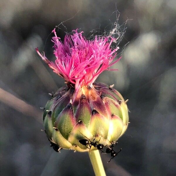 Mantisalca salmantica Flor