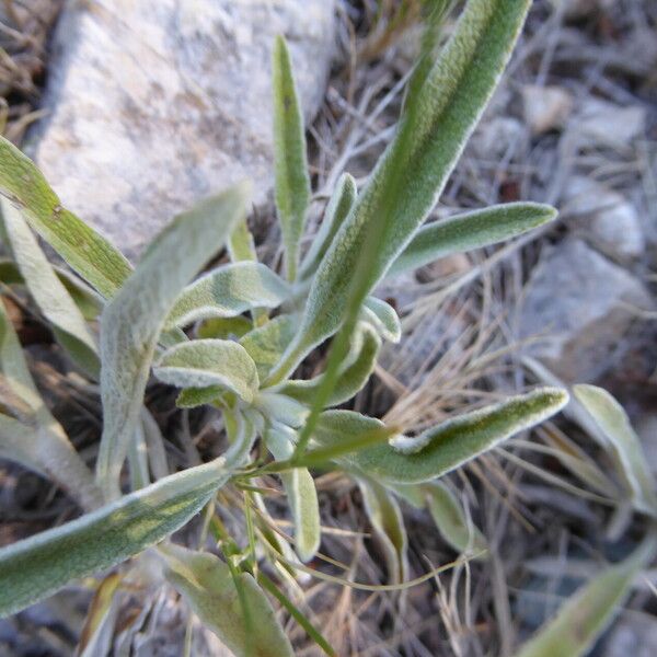 Phlomis lychnitis Folha