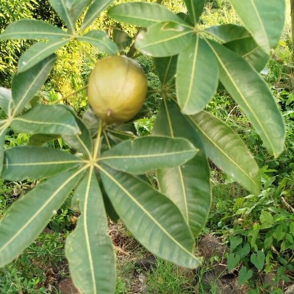 Pachira glabra फल