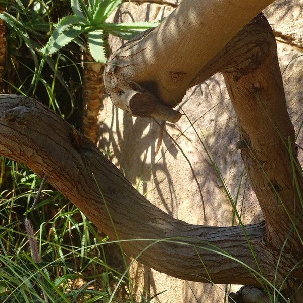 Acacia melanoxylon 樹皮