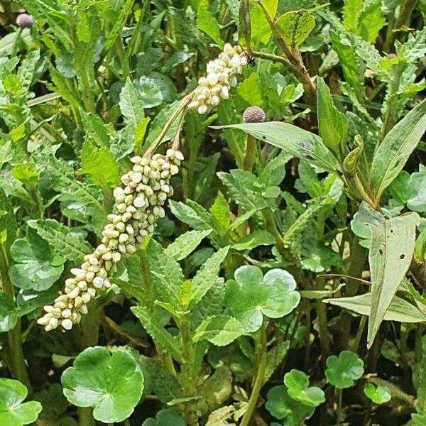 Persicaria decipiens Fleur