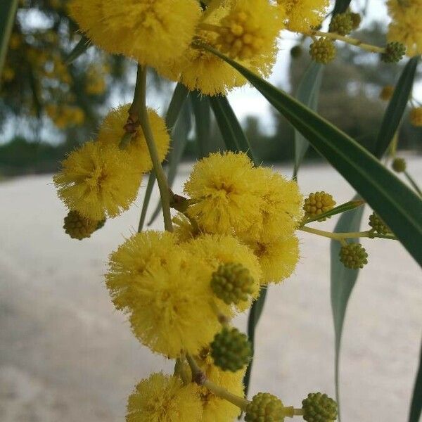 Acacia retinodes Кветка