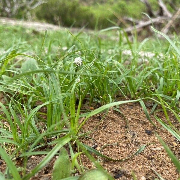 Cyperus niveus عادت