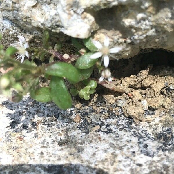 Sedum cepaea Folio