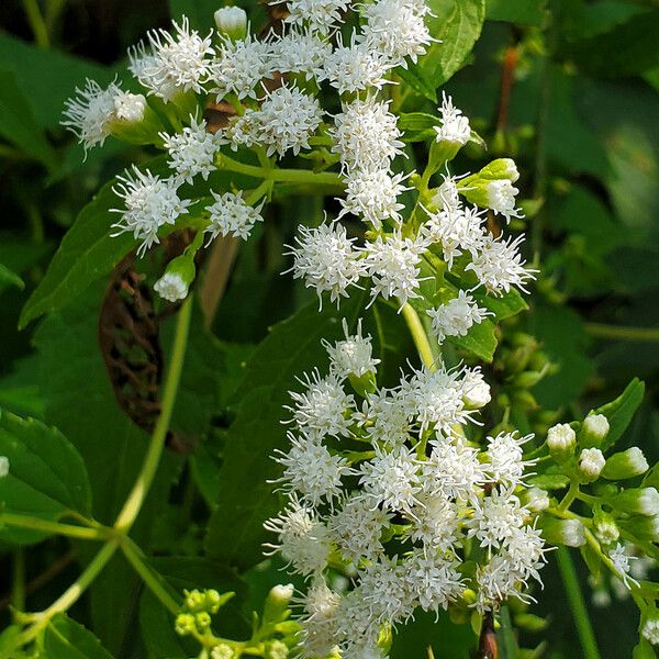 Ageratina aromatica Λουλούδι