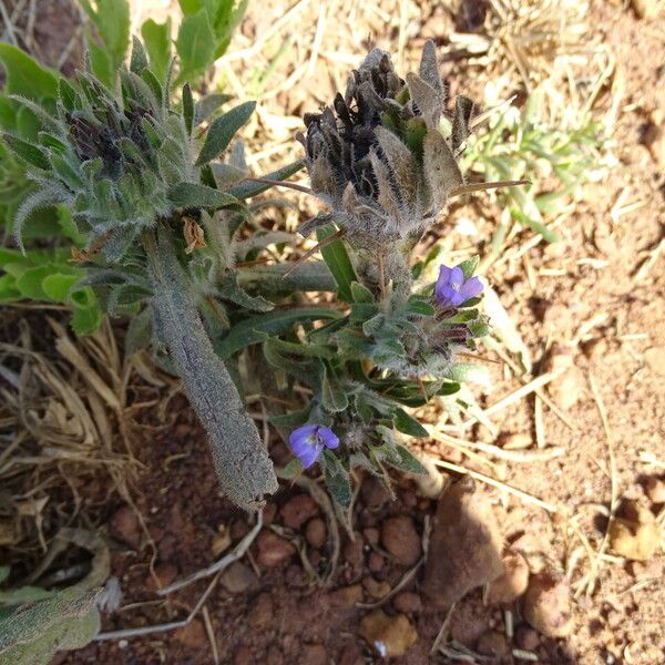 Hygrophila auriculata Flower