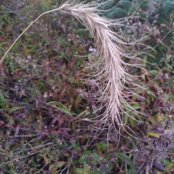 Elymus canadensis फल