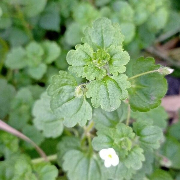 Veronica cymbalaria برگ