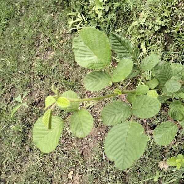 Rubus ellipticus Folio