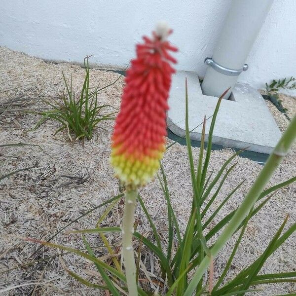 Kniphofia × praecox Lorea