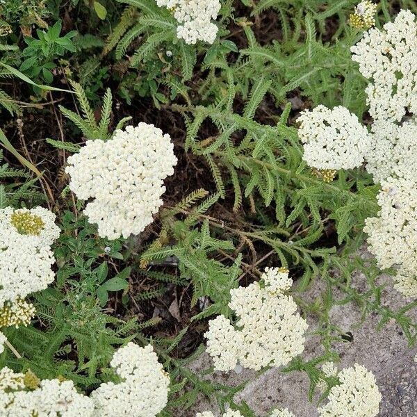 Achillea crithmifolia Цвят