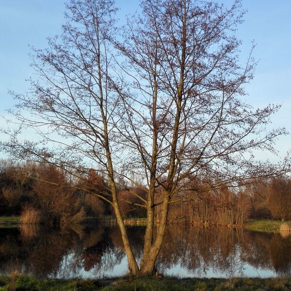 Alnus glutinosa (European alder)