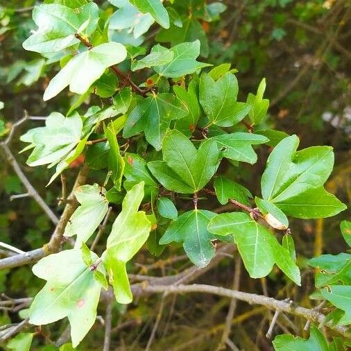 Acer sempervirens Leaf